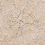 FLOATING CRINOID FOSSIL SACCOCOMA PECTINATA, Jurassic, Germany XFC011