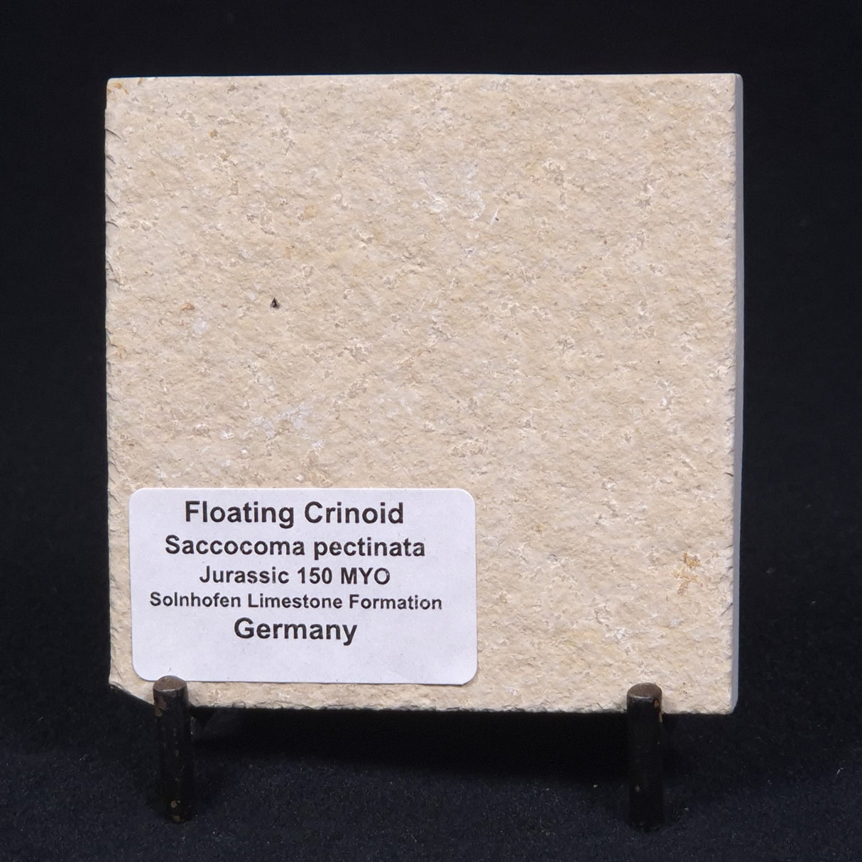 FLOATING CRINOID FOSSIL SACCOCOMA PECTINATA, Jurassic, Germany XFC011