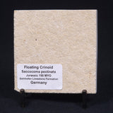 FLOATING CRINOID FOSSIL SACCOCOMA PECTINATA, Jurassic, Germany XFC011