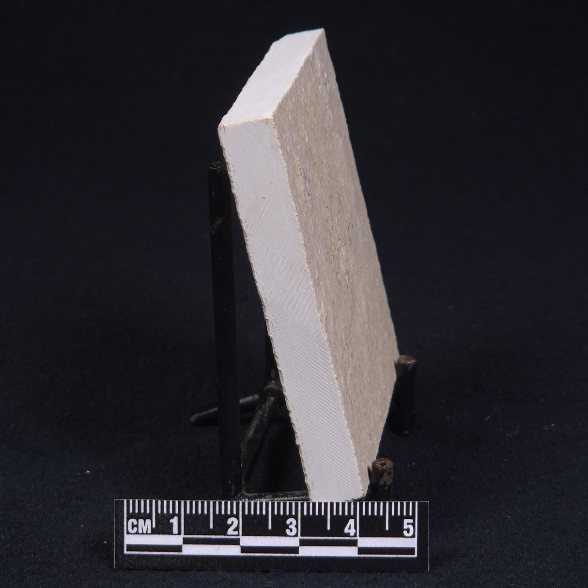 FLOATING CRINOID FOSSIL SACCOCOMA PECTINATA, Jurassic, Germany XFC011