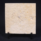 FLOATING CRINOID FOSSIL SACCOCOMA PECTINATA, Jurassic, Germany XFC012