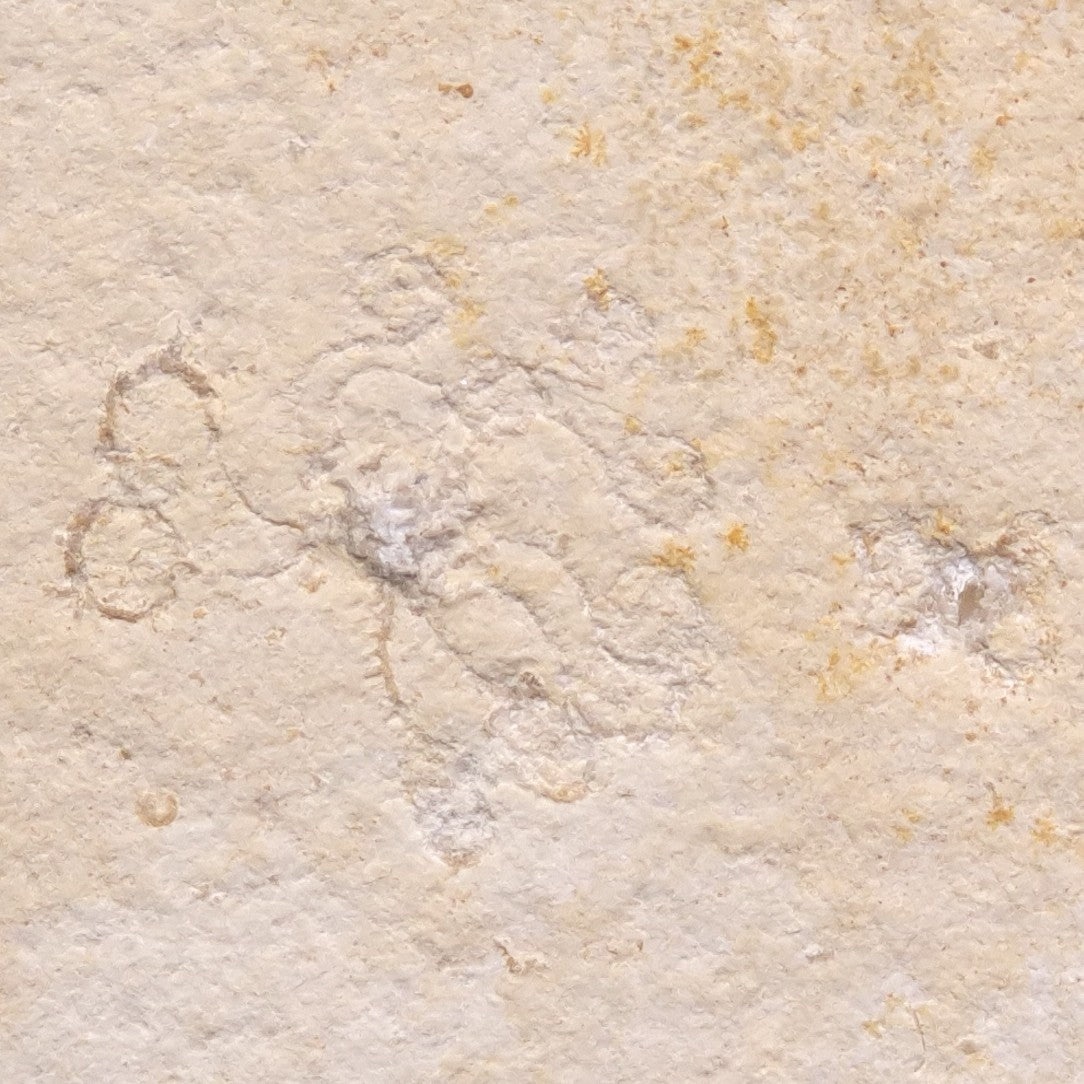 FLOATING CRINOID FOSSIL SACCOCOMA PECTINATA, Jurassic, Germany XFC012