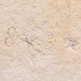 FLOATING CRINOID FOSSIL SACCOCOMA PECTINATA, Jurassic, Germany XFC012