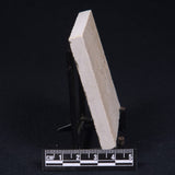 FLOATING CRINOID FOSSIL SACCOCOMA PECTINATA, Jurassic, Germany XFC012