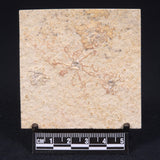 FLOATING CRINOID FOSSIL SACCOCOMA PECTINATA, Jurassic, Germany XFC006