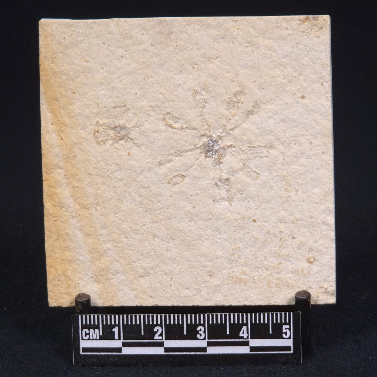 FLOATING CRINOID FOSSIL SACCOCOMA PECTINATA, Jurassic, Germany XFC005