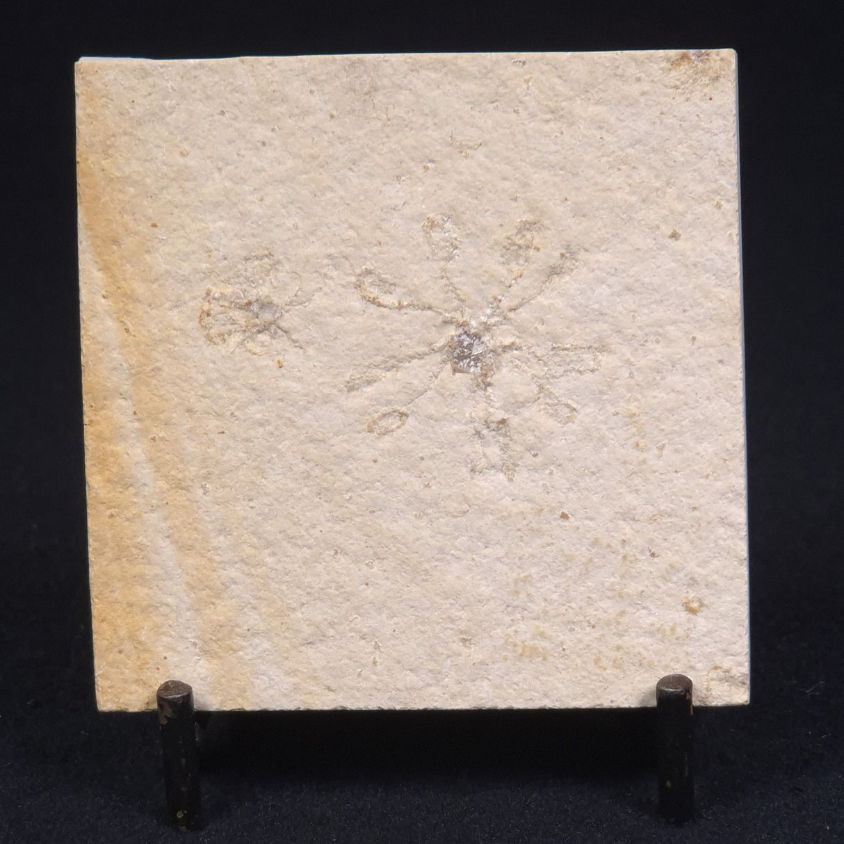 FLOATING CRINOID FOSSIL SACCOCOMA PECTINATA, Jurassic, Germany XFC005