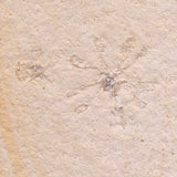 FLOATING CRINOID FOSSIL SACCOCOMA PECTINATA, Jurassic, Germany XFC005