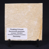 FLOATING CRINOID FOSSIL SACCOCOMA PECTINATA, Jurassic, Germany XFC005