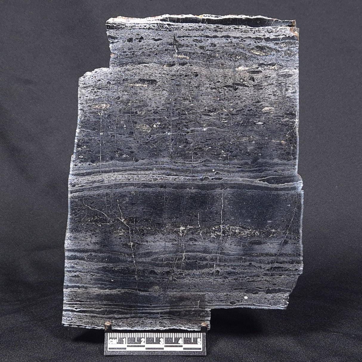 ALCHERINGA NARRINA STROMATOLITE, Late Archean, Australia ZAN001