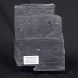 ALCHERINGA NARRINA STROMATOLITE, Late Archean, Australia ZAN001
