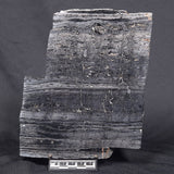 ALCHERINGA NARRINA STROMATOLITE, Late Archean, Australia ZAN002
