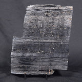 ALCHERINGA NARRINA STROMATOLITE, Late Archean, Australia ZAN002