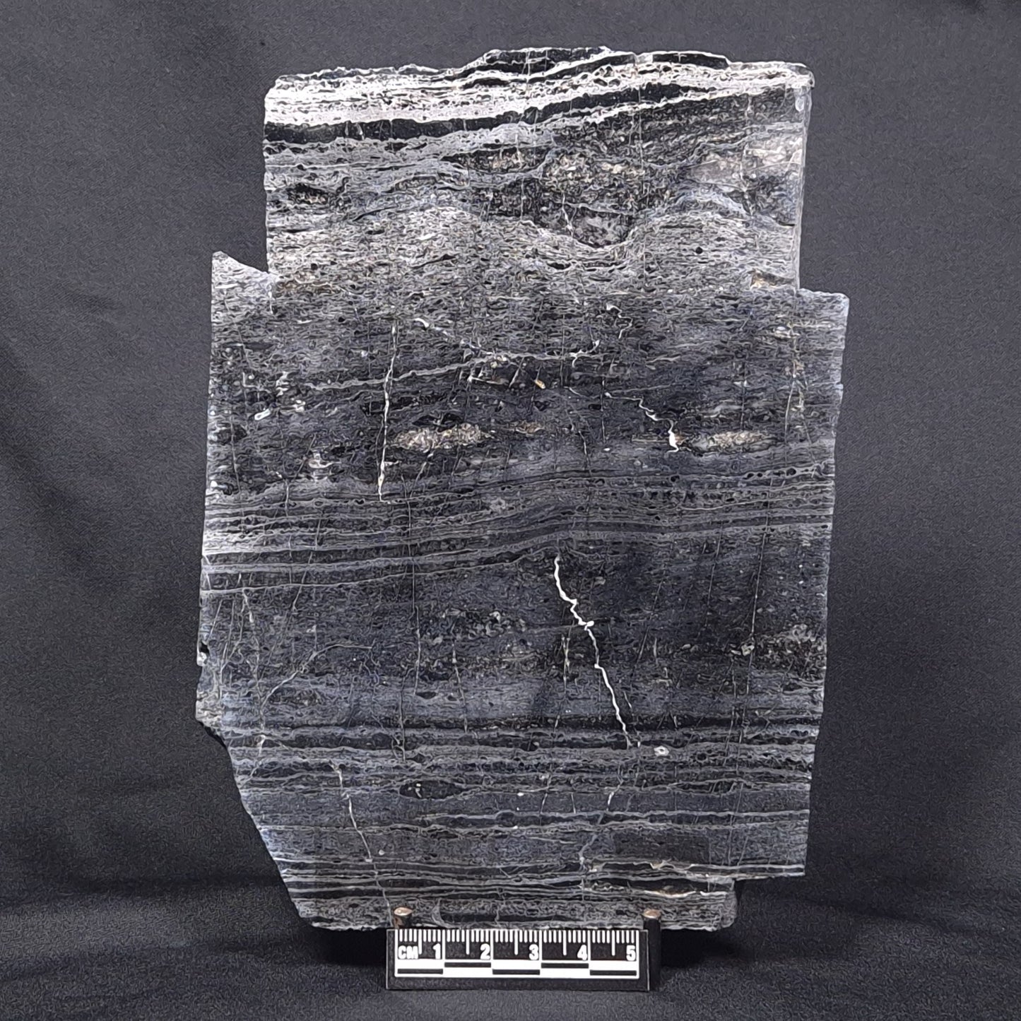 ALCHERINGA NARRINA STROMATOLITE, Late Archean, Australia ZAN004