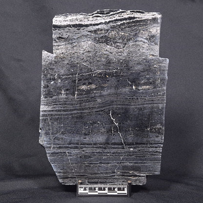ALCHERINGA NARRINA STROMATOLITE, Late Archean, Australia ZAN004