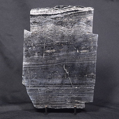 ALCHERINGA NARRINA STROMATOLITE, Late Archean, Australia ZAN004