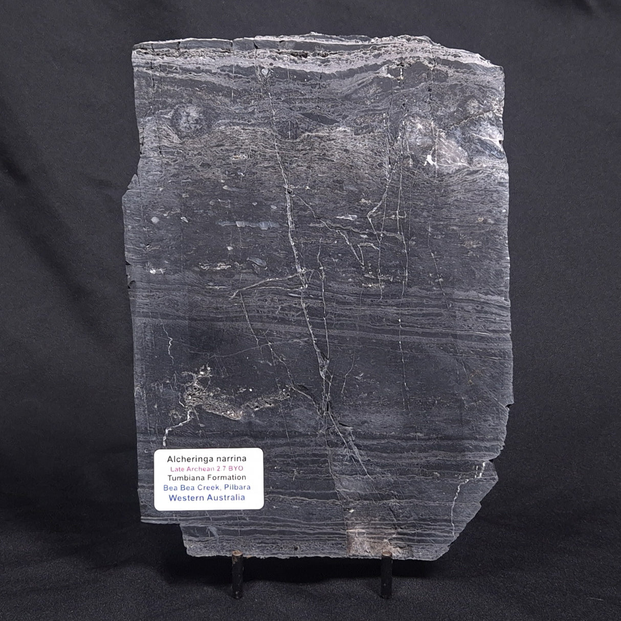 ALCHERINGA NARRINA STROMATOLITE, Late Archean, Australia ZAN005