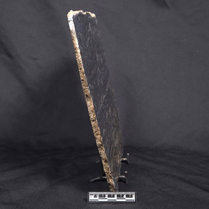 ALCHERINGA NARRINA STROMATOLITE, Late Archean, Australia ZAN007