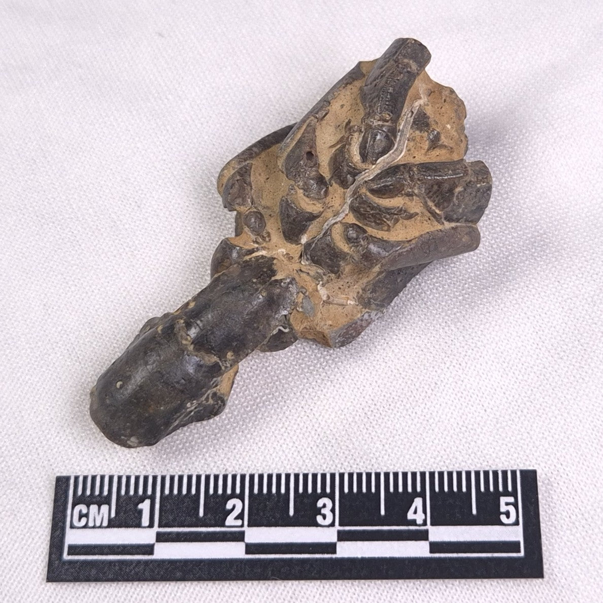 MUD LOBSTER FOSSIL THALASSINA ANOMALA, Holocene, Australia XTA001