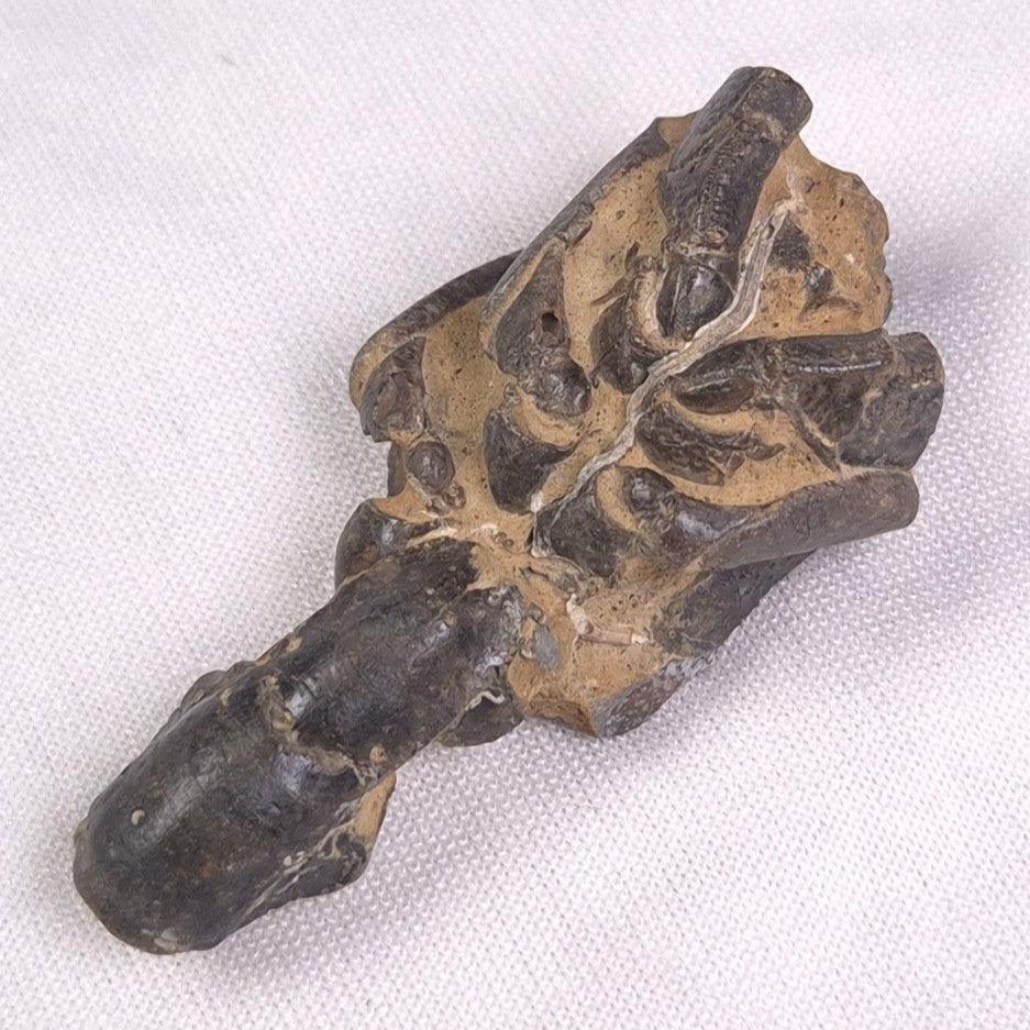 MUD LOBSTER FOSSIL THALASSINA ANOMALA, Holocene, Australia XTA001
