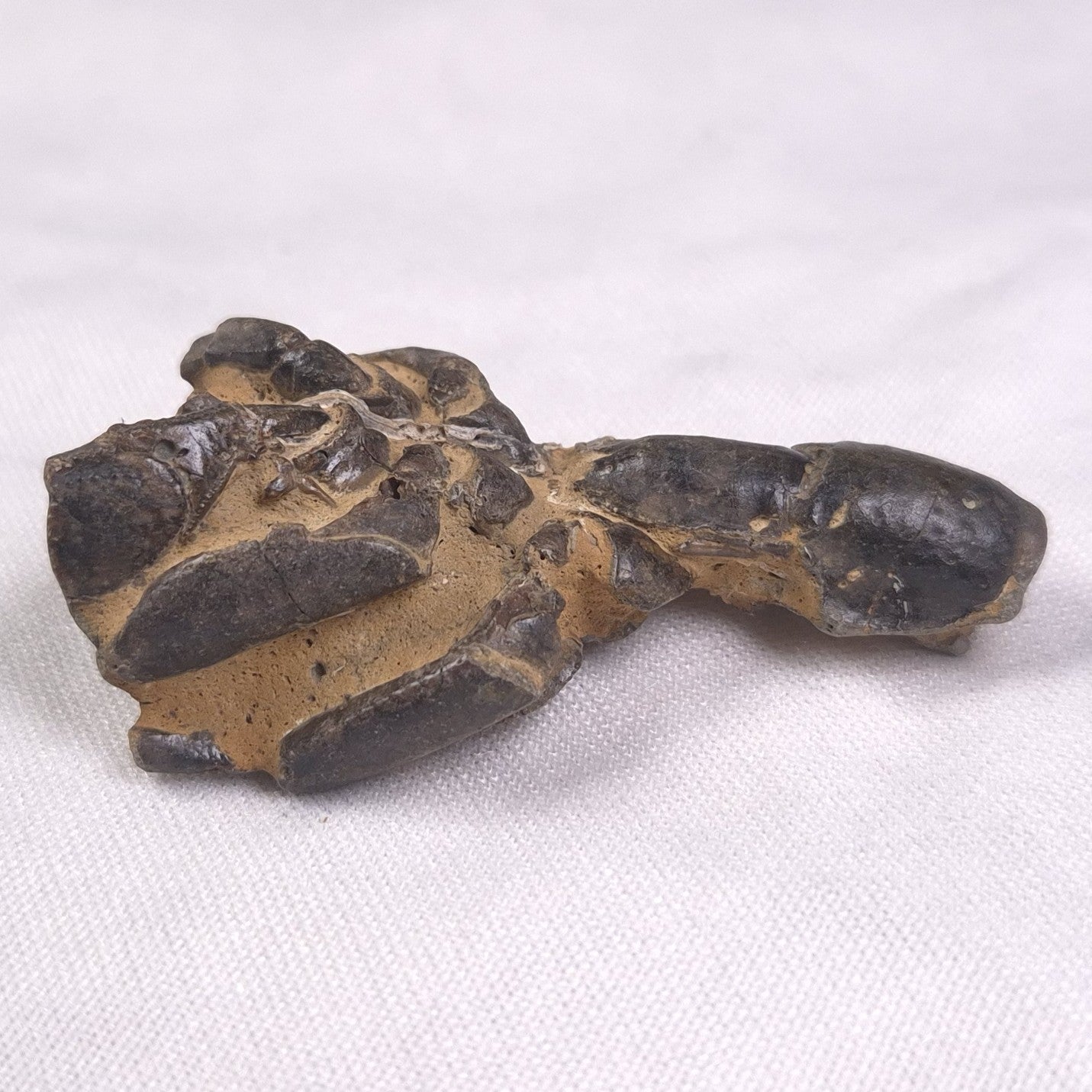 MUD LOBSTER FOSSIL THALASSINA ANOMALA, Holocene, Australia XTA001