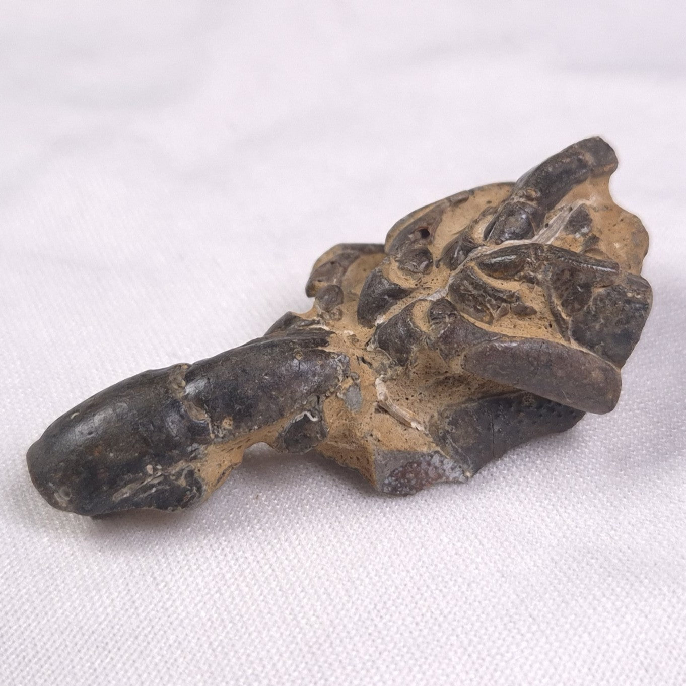 MUD LOBSTER FOSSIL THALASSINA ANOMALA, Holocene, Australia XTA001