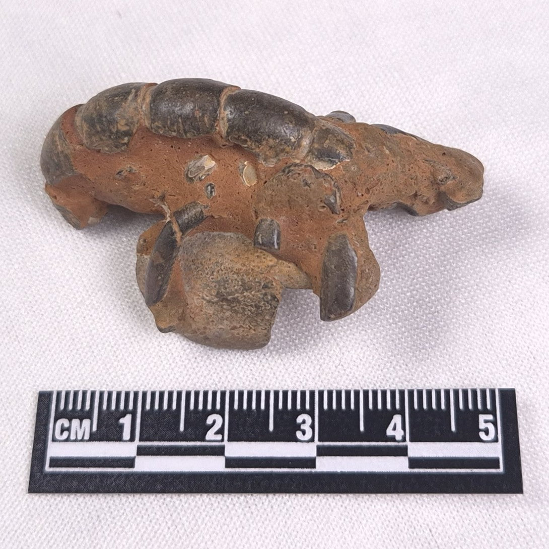 MUD LOBSTER FOSSIL THALASSINA ANOMALA, Holocene, Australia XTA002