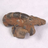 MUD LOBSTER FOSSIL THALASSINA ANOMALA, Holocene, Australia XTA002
