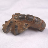 MUD LOBSTER FOSSIL THALASSINA ANOMALA, Holocene, Australia XTA002
