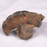 MUD LOBSTER FOSSIL THALASSINA ANOMALA, Holocene, Australia XTA002