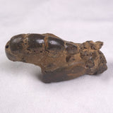 MUD LOBSTER FOSSIL THALASSINA ANOMALA, Holocene, Australia XTA003