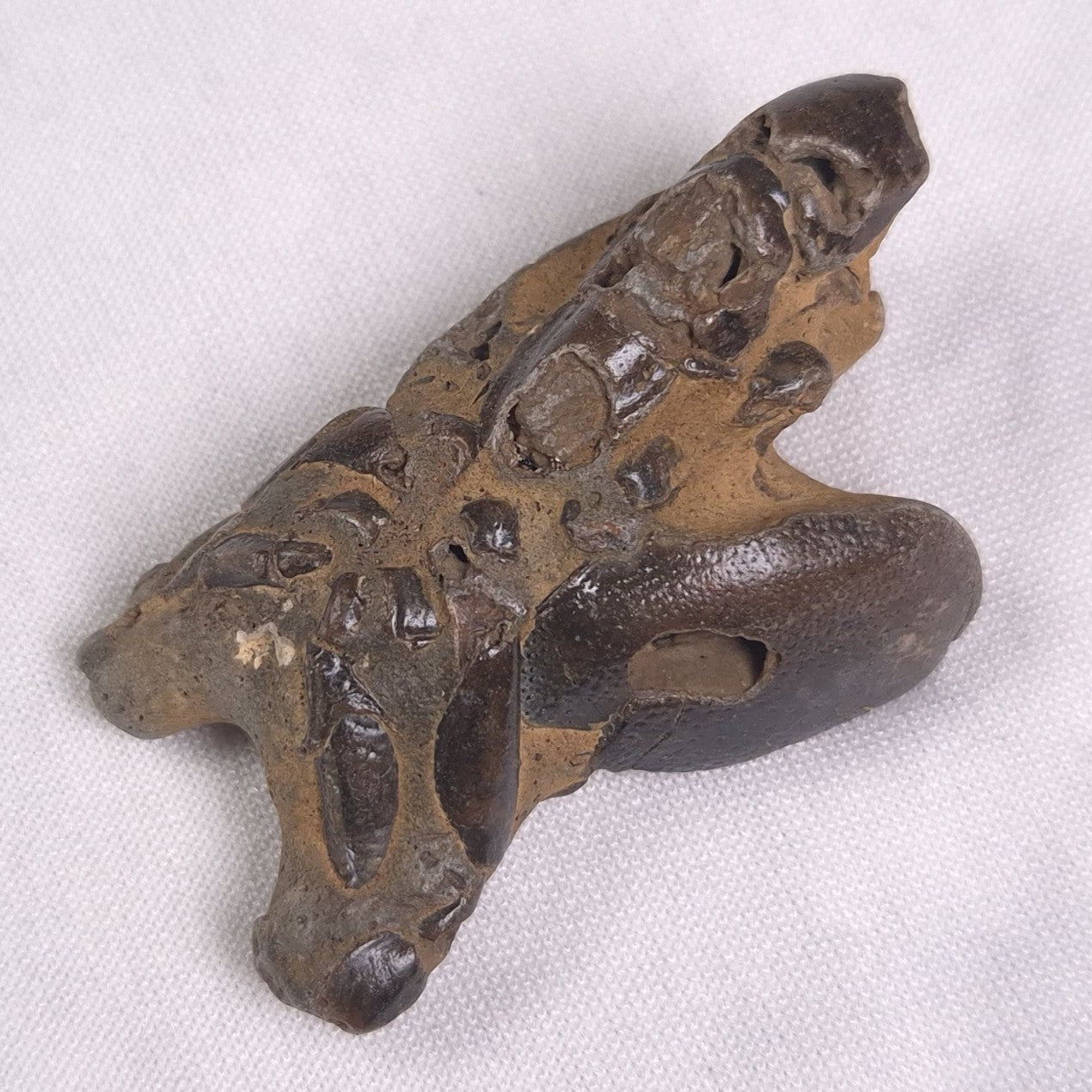 MUD LOBSTER FOSSIL THALASSINA ANOMALA, Holocene, Australia XTA005