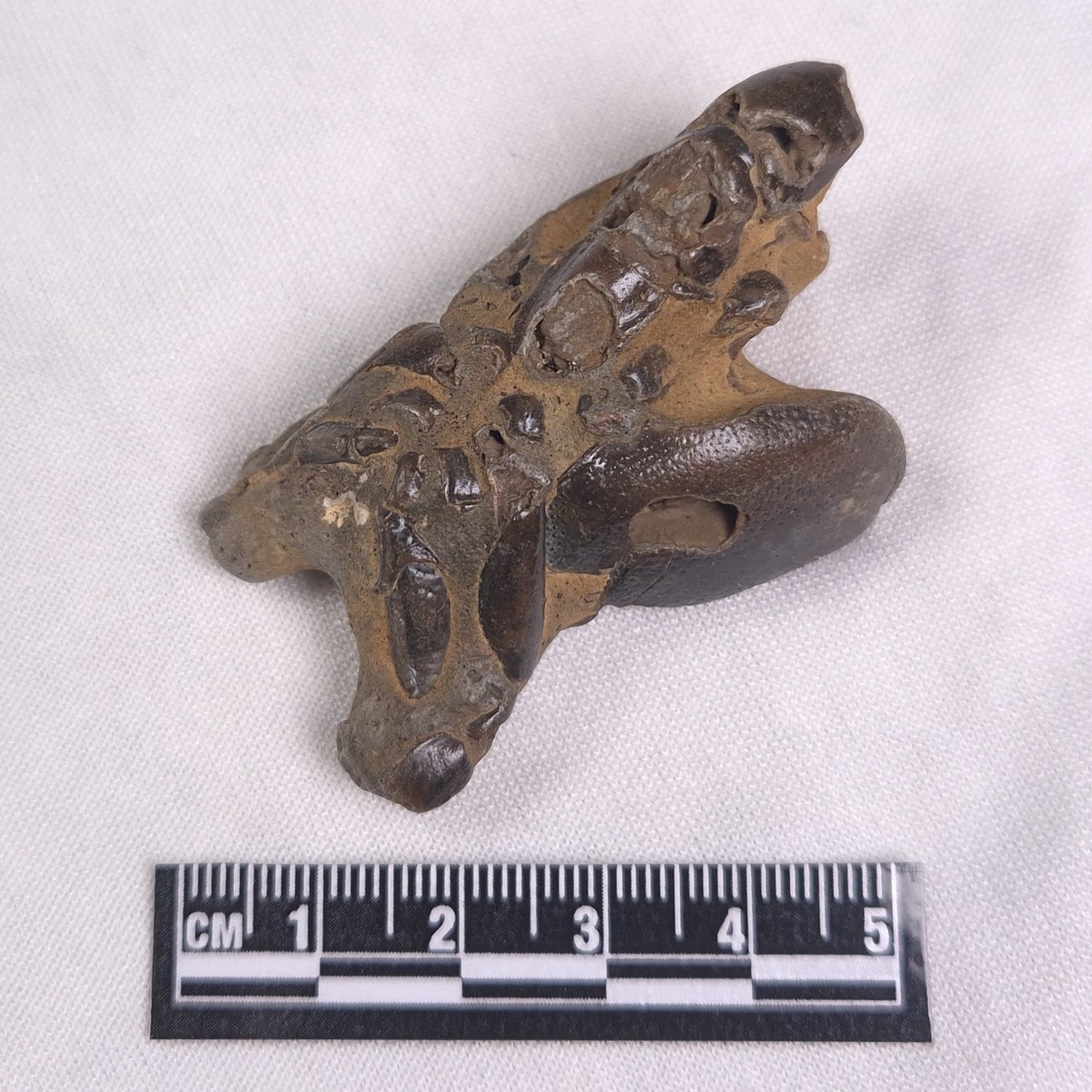 MUD LOBSTER FOSSIL THALASSINA ANOMALA, Holocene, Australia XTA005