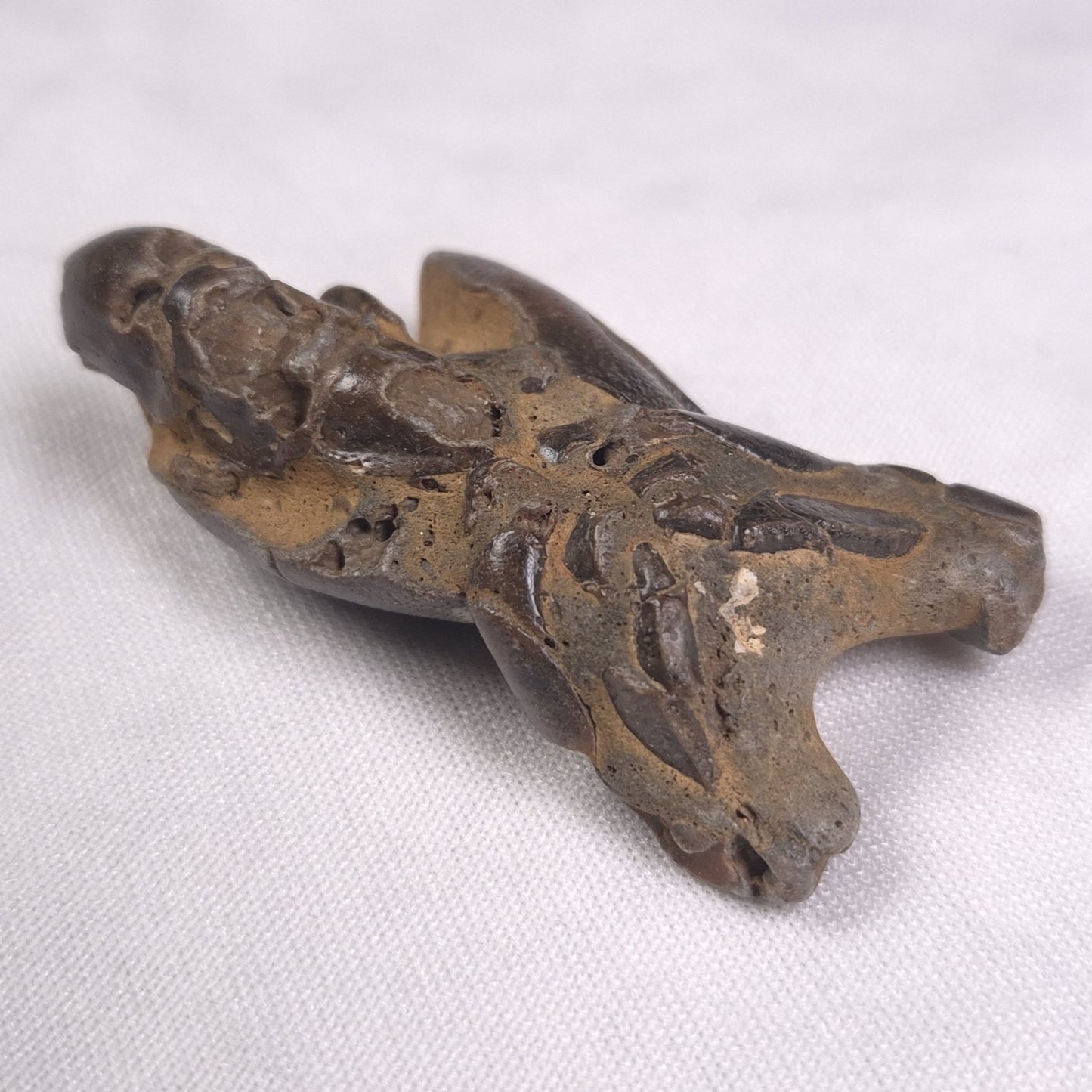 MUD LOBSTER FOSSIL THALASSINA ANOMALA, Holocene, Australia XTA005