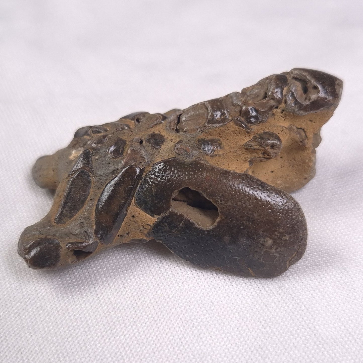 MUD LOBSTER FOSSIL THALASSINA ANOMALA, Holocene, Australia XTA005