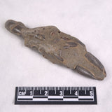 MUD LOBSTER FOSSIL THALASSINA ANOMALA, Holocene, Australia XTA006
