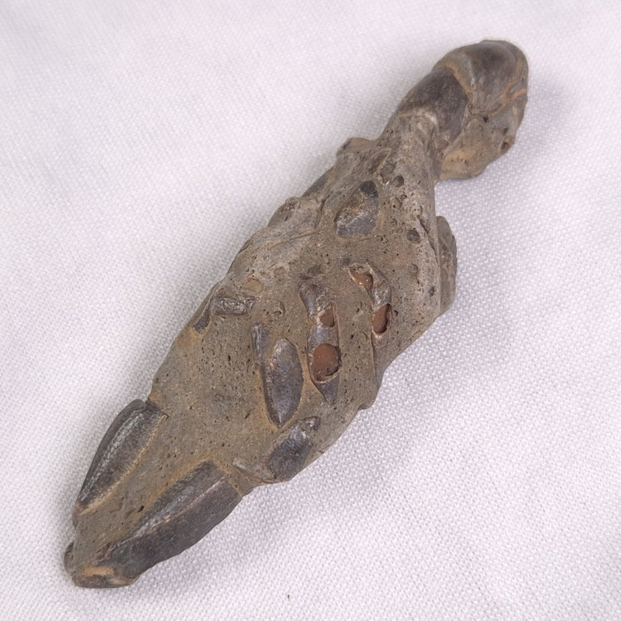 MUD LOBSTER FOSSIL THALASSINA ANOMALA, Holocene, Australia XTA006