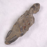 MUD LOBSTER FOSSIL THALASSINA ANOMALA, Holocene, Australia XTA006