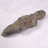 MUD LOBSTER FOSSIL THALASSINA ANOMALA, Holocene, Australia XTA006