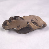 MUD LOBSTER FOSSIL THALASSINA ANOMALA, Holocene, Australia XTA007