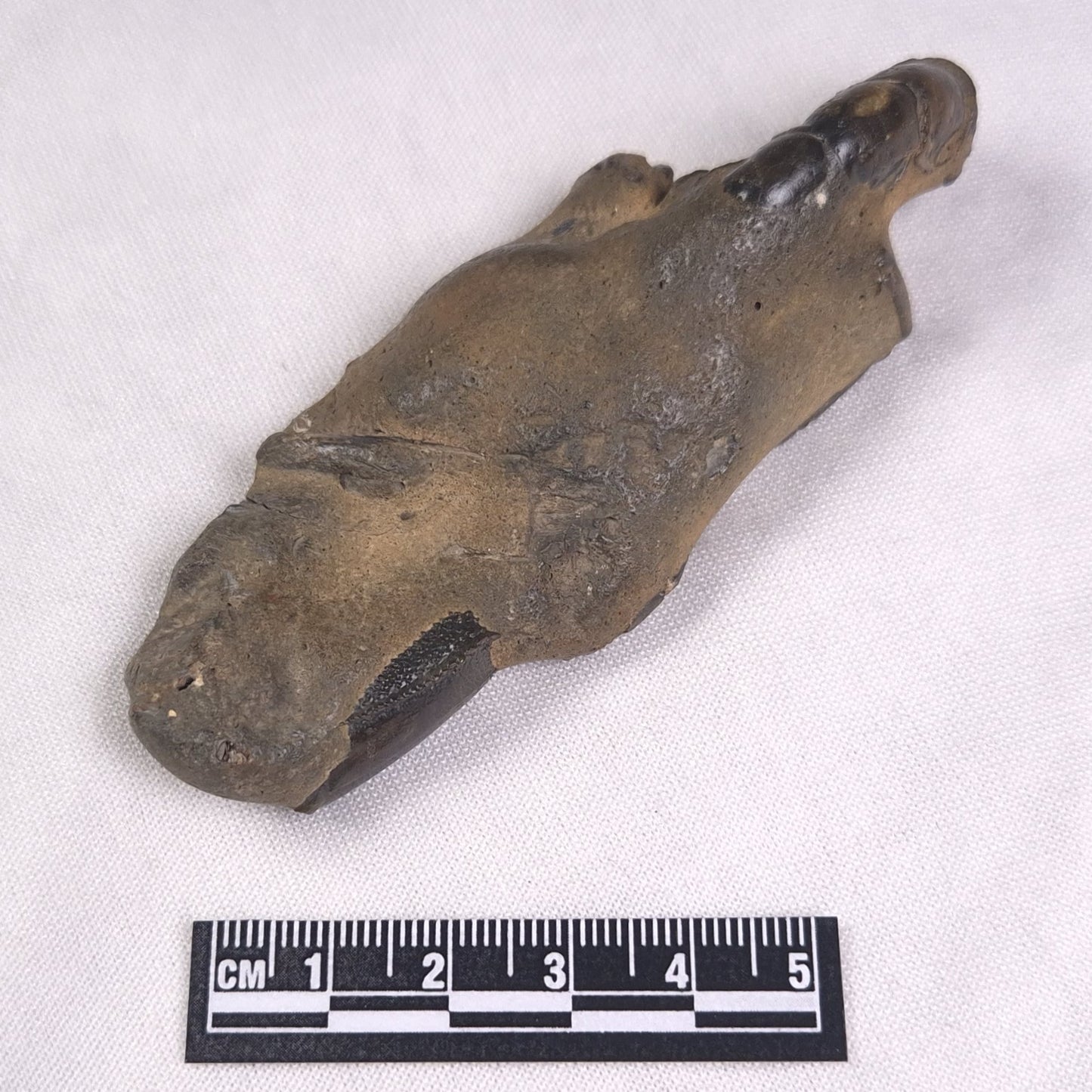 MUD LOBSTER FOSSIL THALASSINA ANOMALA, Holocene, Australia XTA008