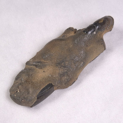 MUD LOBSTER FOSSIL THALASSINA ANOMALA, Holocene, Australia XTA008