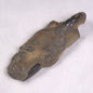 MUD LOBSTER FOSSIL THALASSINA ANOMALA, Holocene, Australia XTA008