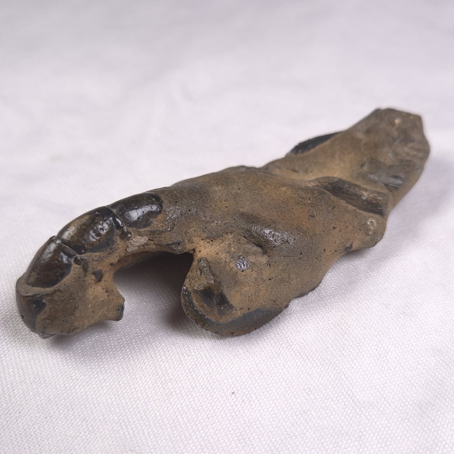 MUD LOBSTER FOSSIL THALASSINA ANOMALA, Holocene, Australia XTA008