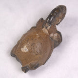 MUD LOBSTER FOSSIL THALASSINA ANOMALA, Holocene, Australia XTA009