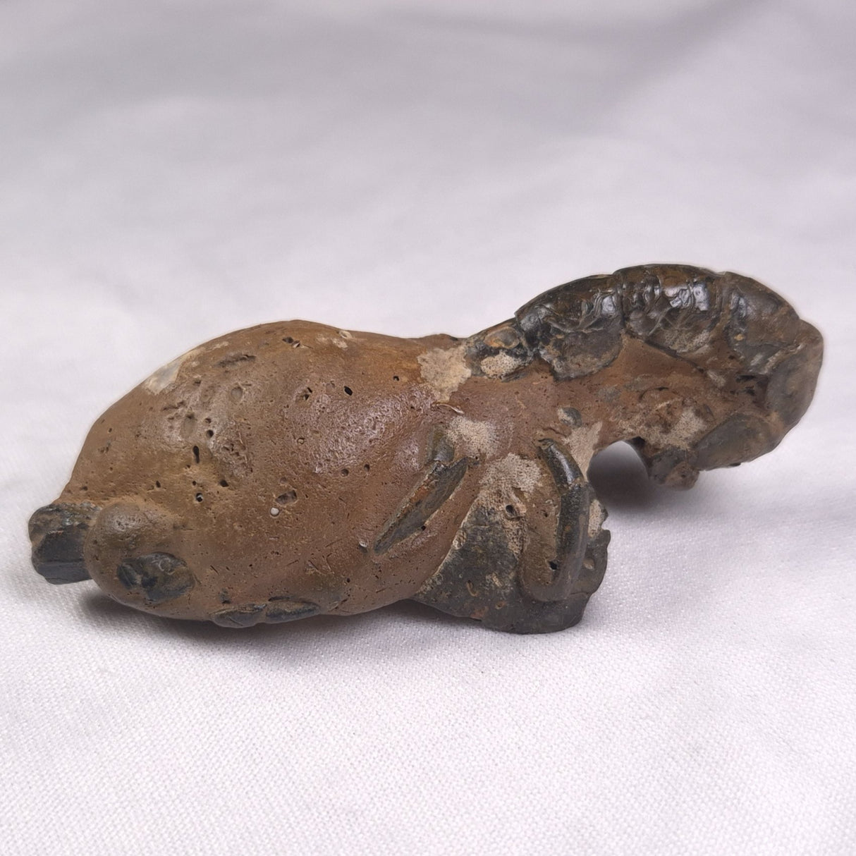 MUD LOBSTER FOSSIL THALASSINA ANOMALA, Holocene, Australia XTA009