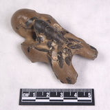 MUD LOBSTER FOSSIL THALASSINA ANOMALA, Holocene, Australia XTA010