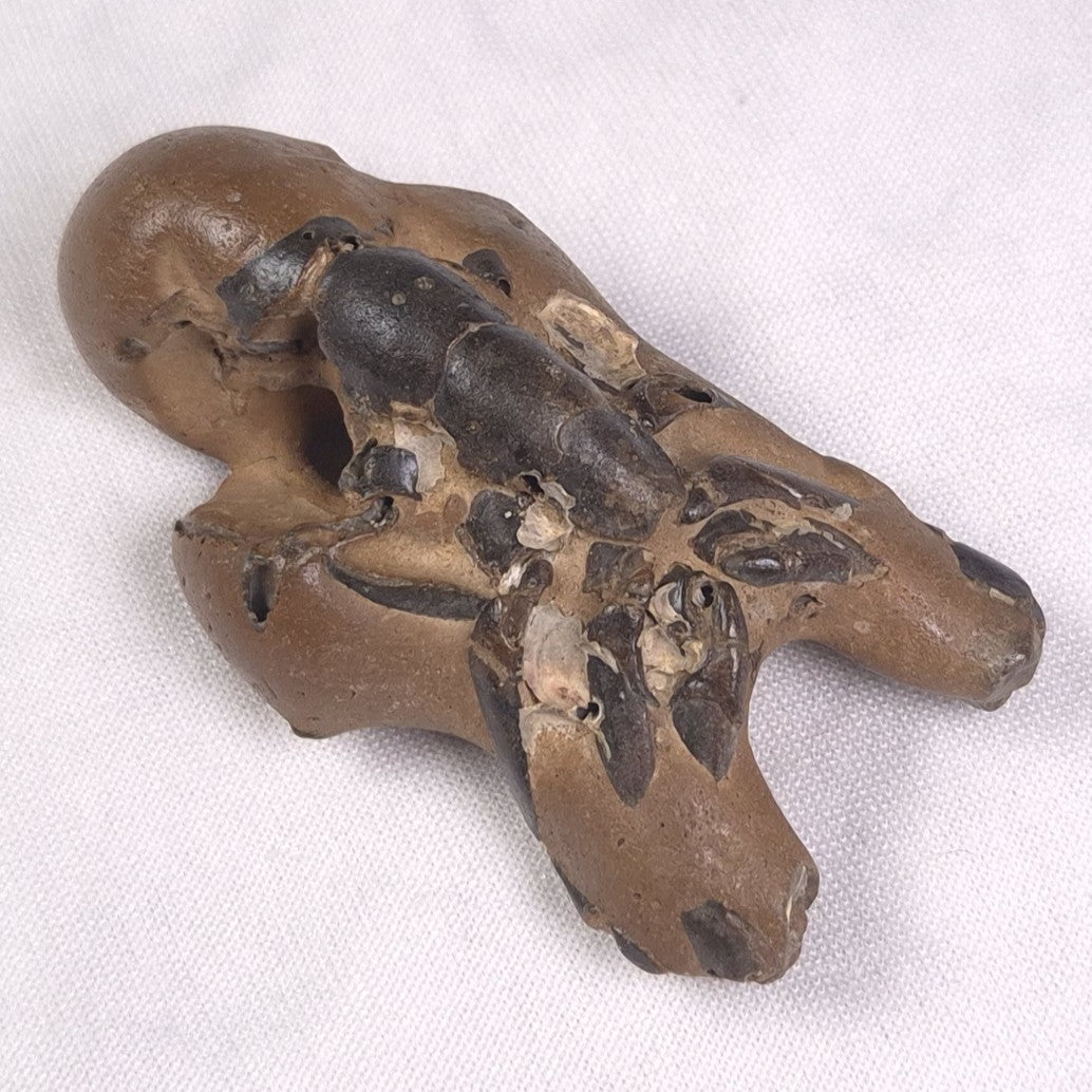 MUD LOBSTER FOSSIL THALASSINA ANOMALA, Holocene, Australia XTA010