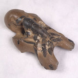 MUD LOBSTER FOSSIL THALASSINA ANOMALA, Holocene, Australia XTA010