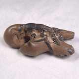 MUD LOBSTER FOSSIL THALASSINA ANOMALA, Holocene, Australia XTA010